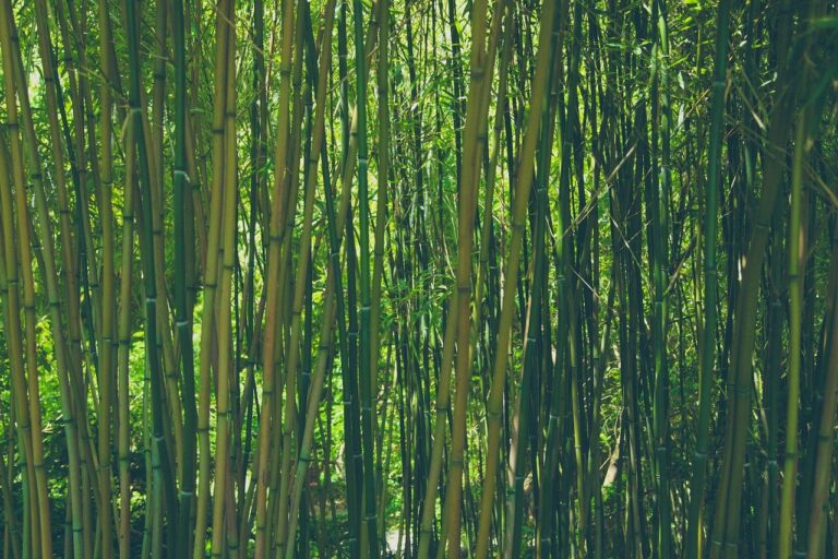 Comment arrêter la prolifération des bambous ?