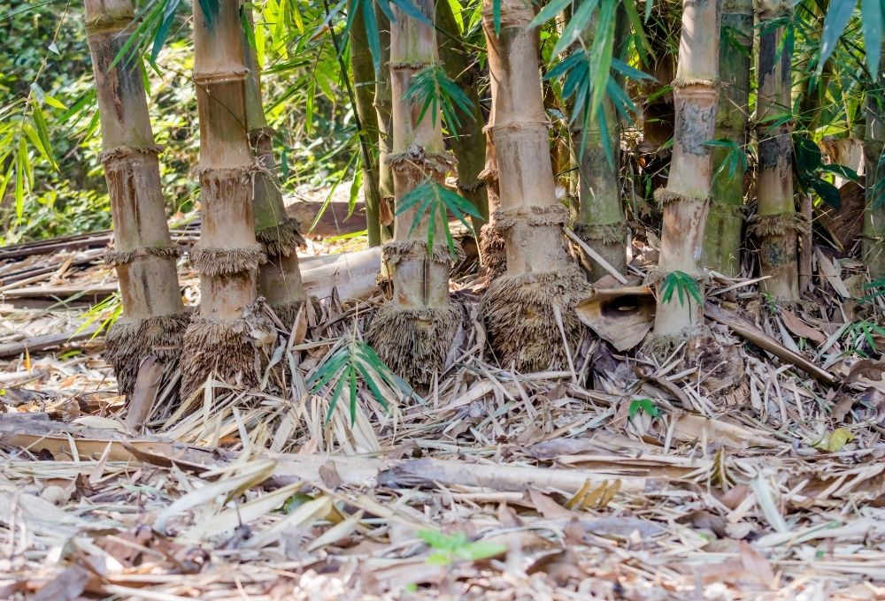 Racines bambous